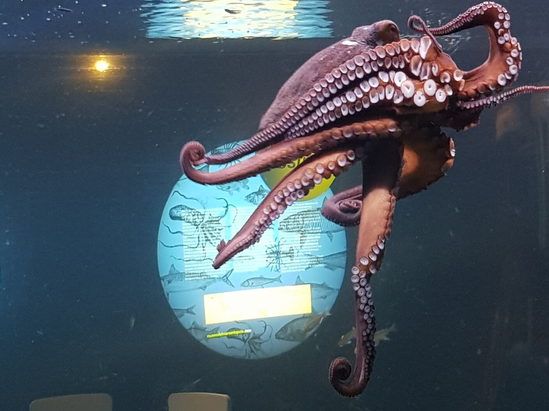 Acuario Municipal-圣波拉必去景点