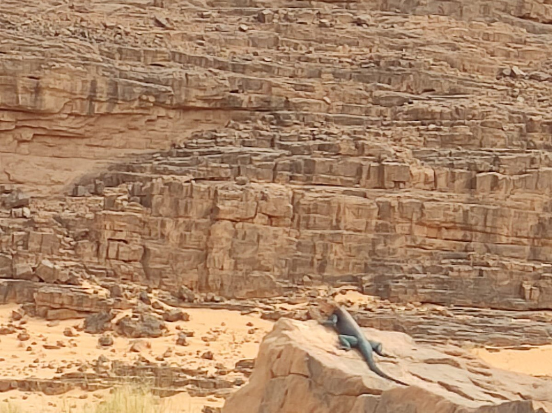 Mouflon Tourisme景点图片
