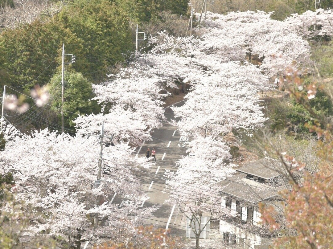 Sakurayama Park景点图片