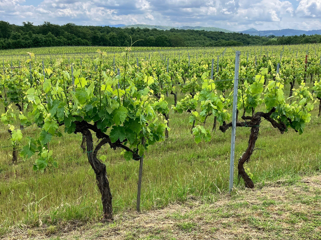 Cantina Tenuta La Pineta景点图片