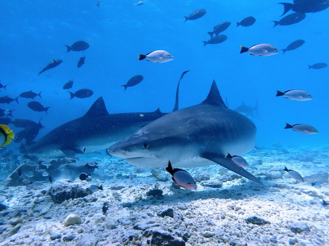 Pelagic Divers Fuvahmulah景点图片