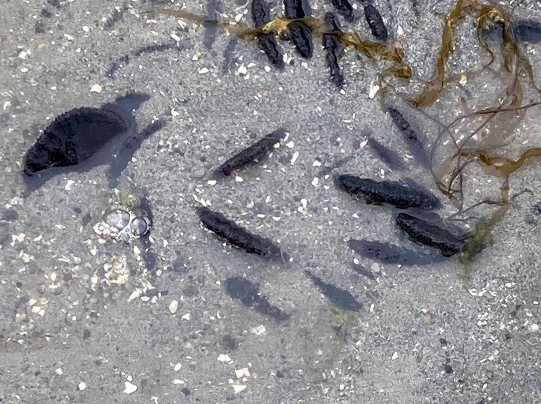 Purdy Sand Spit County Park-吉格港必去景点