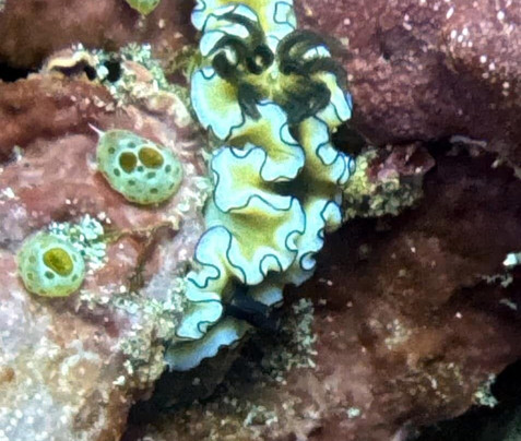 All 4 Diving Indonesia-沙努尔必去景点