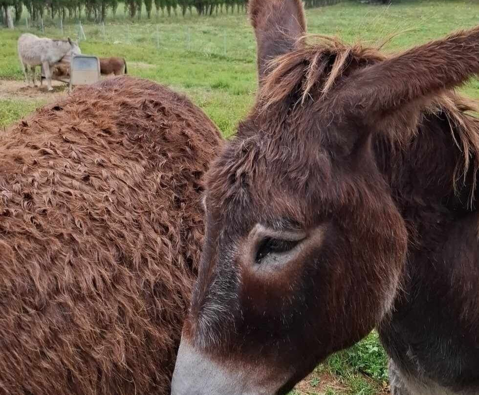 Mad Donkey Mallorca-Pollenca必去景点
