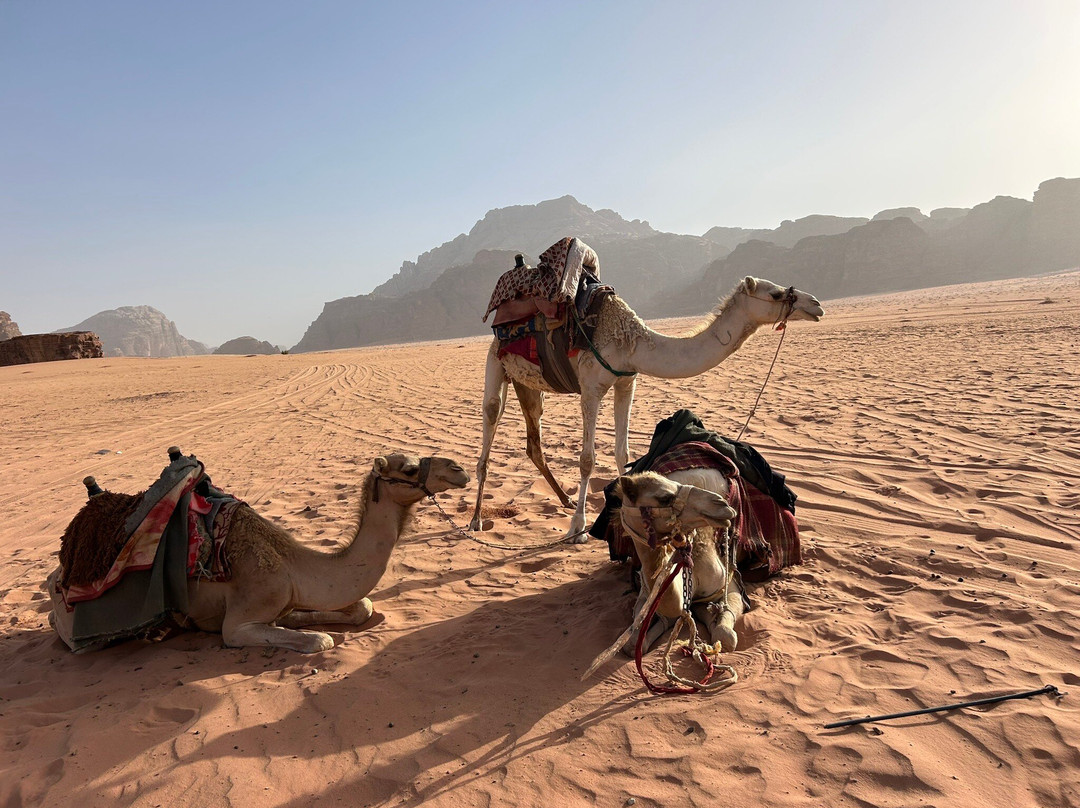 Mohammad Jaradat-安曼必去景点