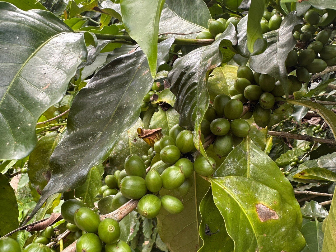 Sandra Farms Coffee-Adjuntas必去景点