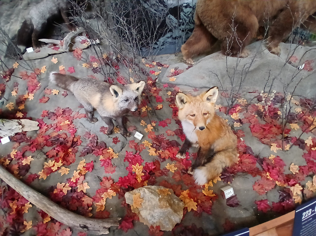 American Bald Eagle Foundation-海恩斯必去景点