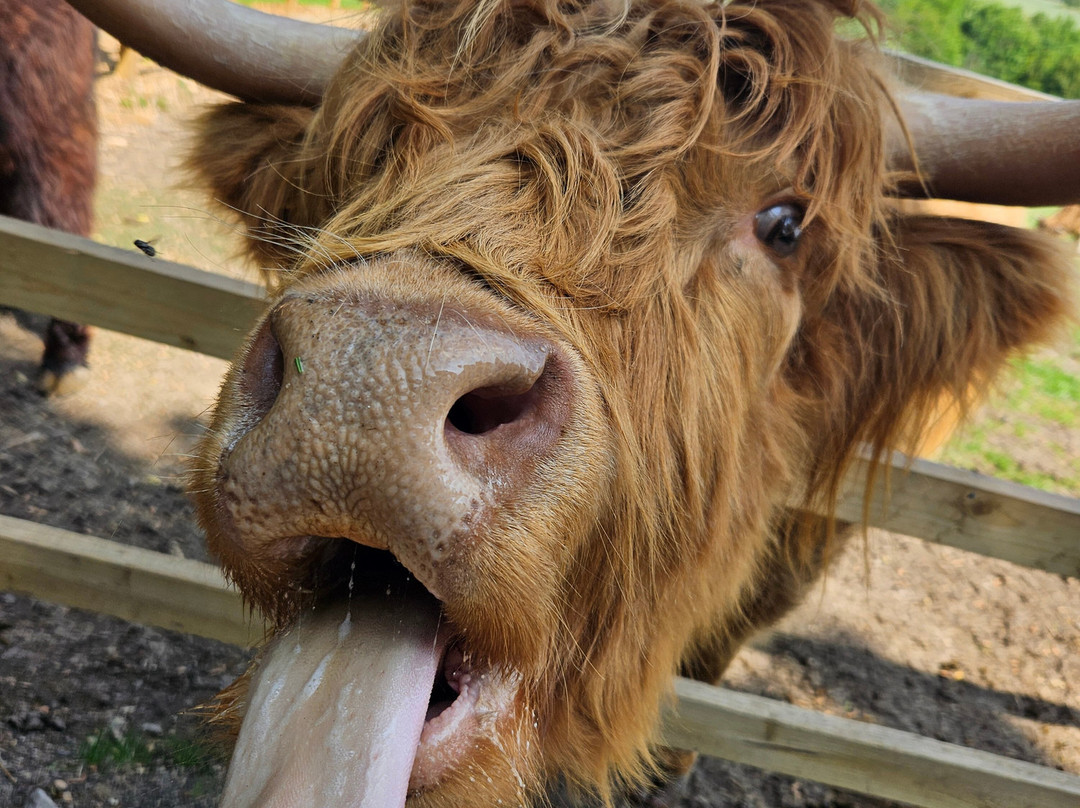 Highland Cow Cottage景点图片