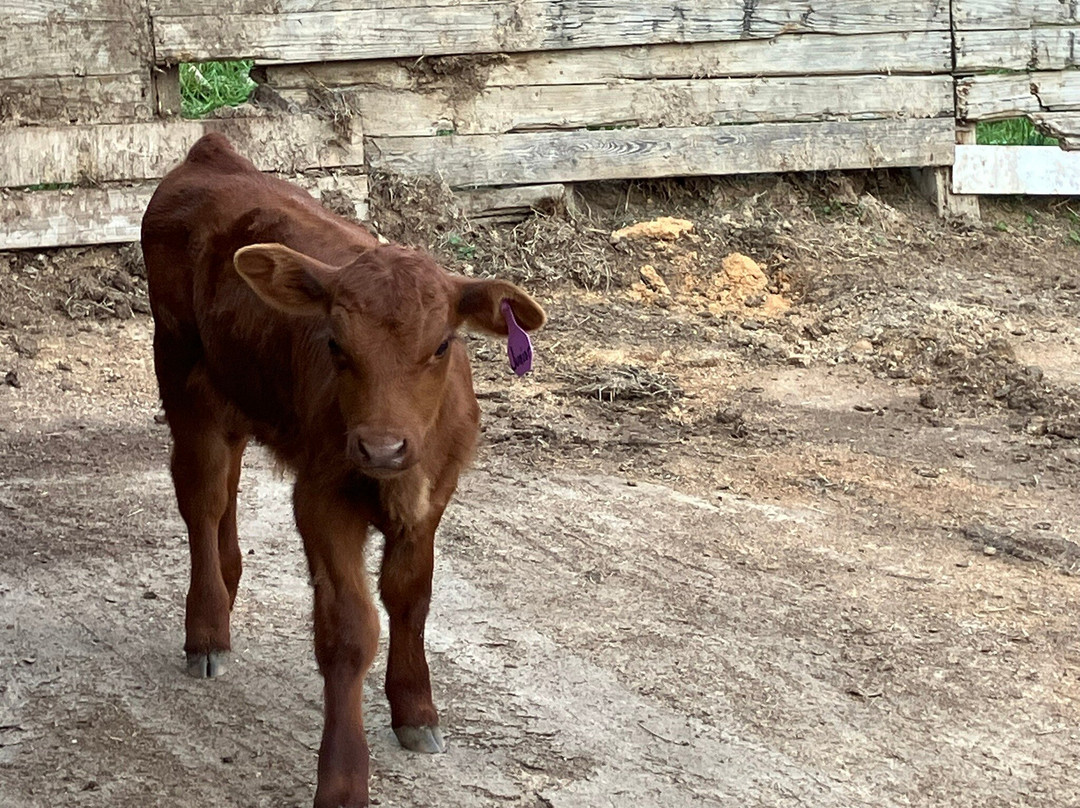 Valley Springs Farm Bed & Breakfast主图