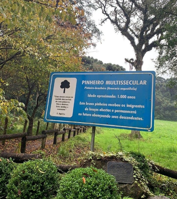Pinheiro Multissecular-Nova Petropolis必去景点