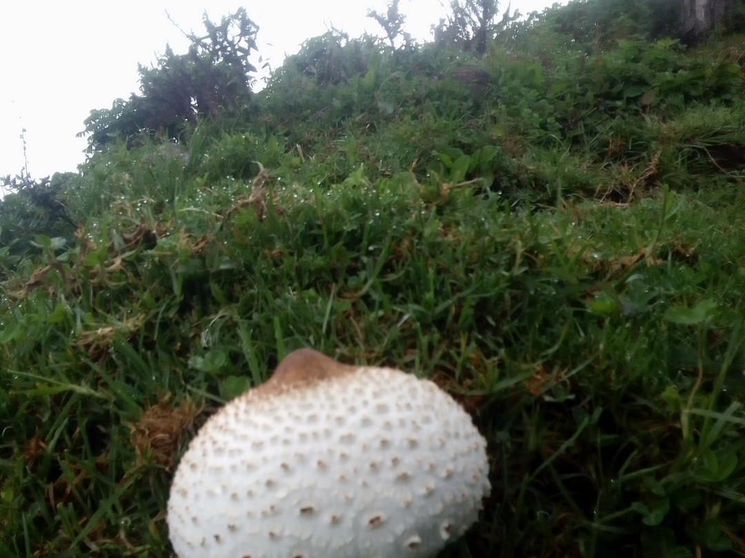 Jose Safaris & Adventures-南由基必去景点