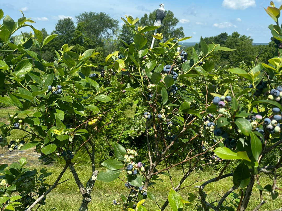Halfway Acres Farm-Campbell Hall必去景点