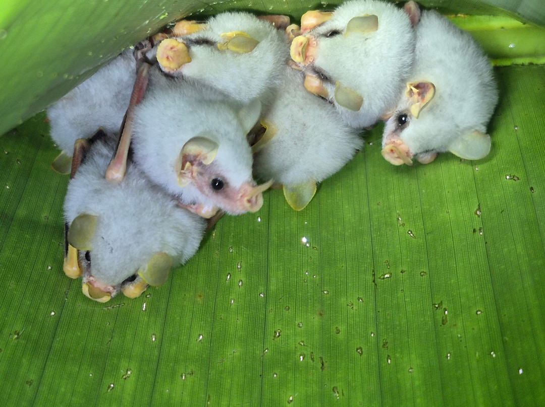 Pierella Ecological Garden-Horquetas必去景点