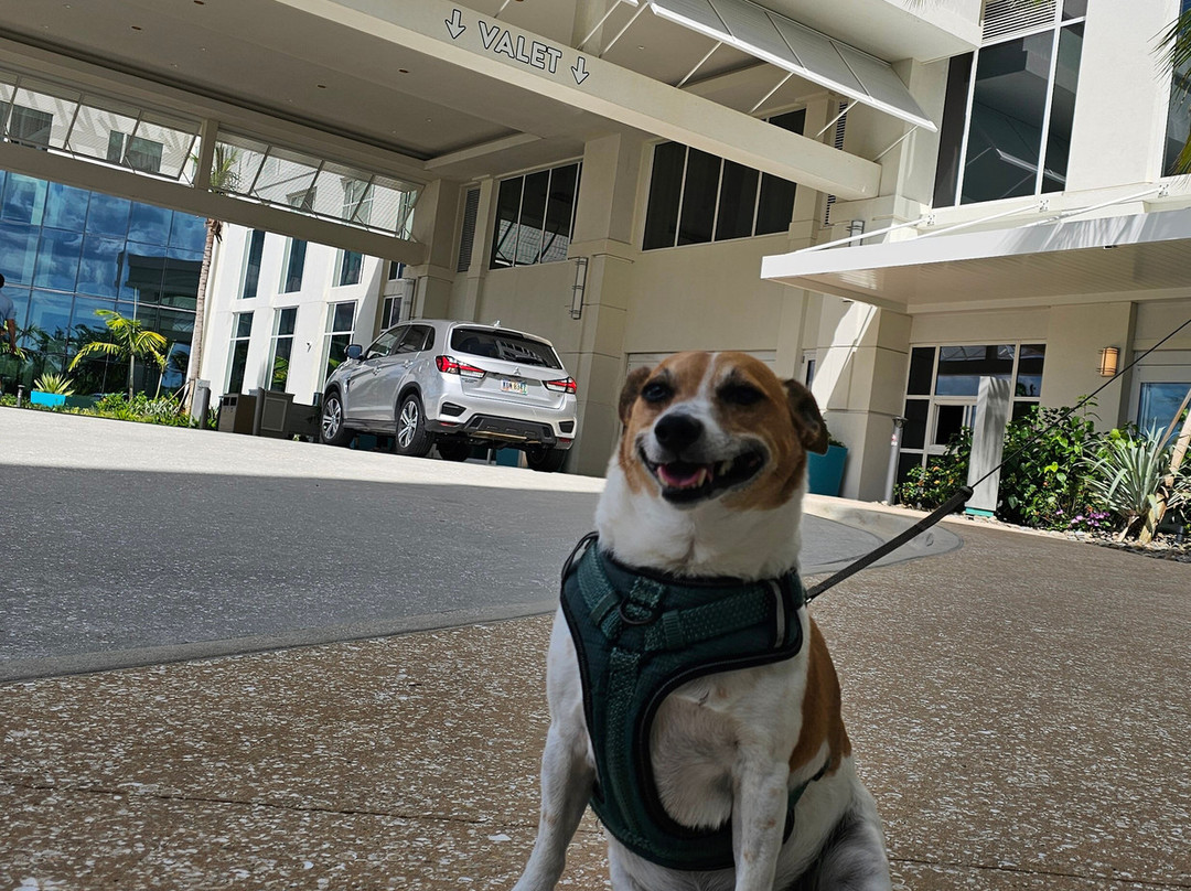 Half Cracked Tiki Shack