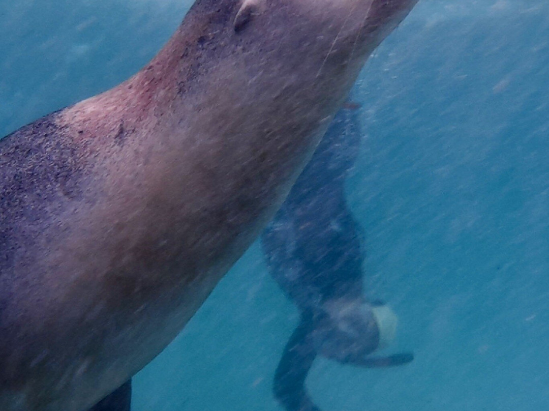Jurien Bay Oceanic Experience-朱里恩湾必去景点