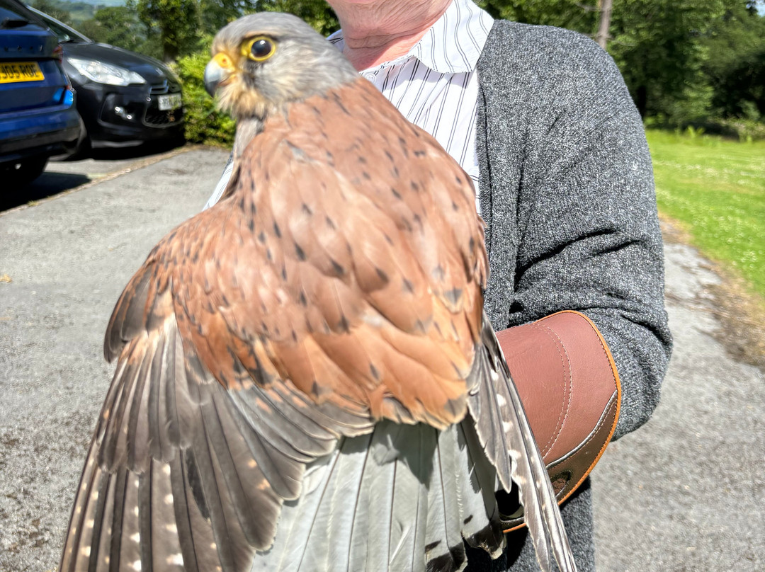 Carmarthenshire Falconry-喀麦登必去景点