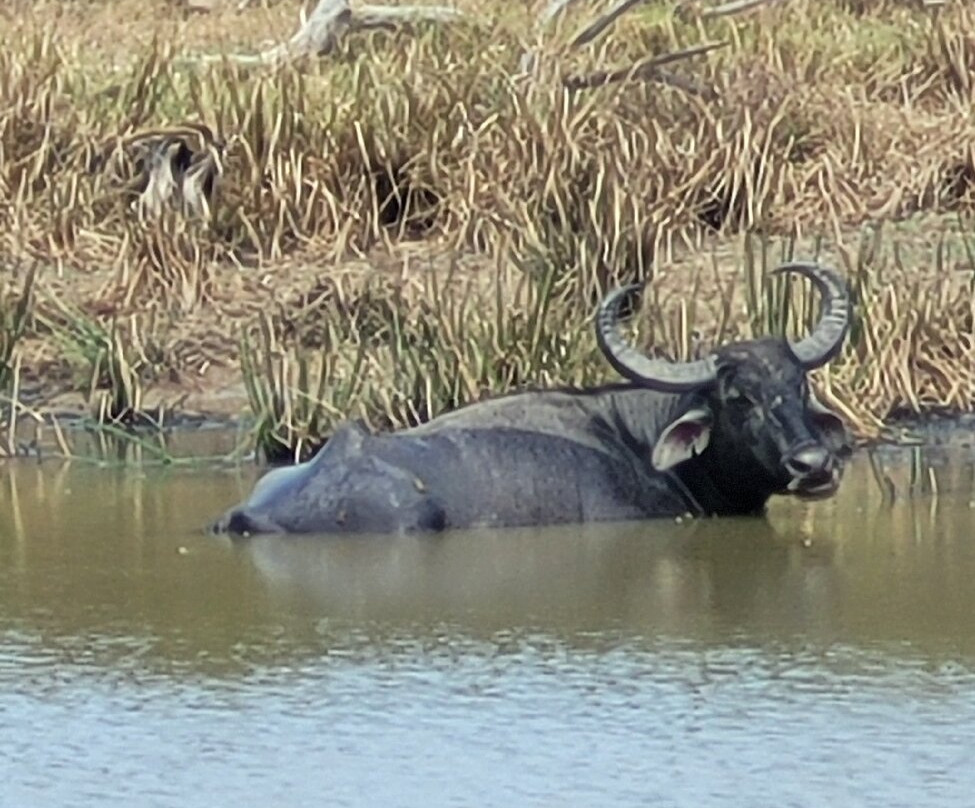 Yala Kings Safari-蒂瑟默哈拉默必去景点