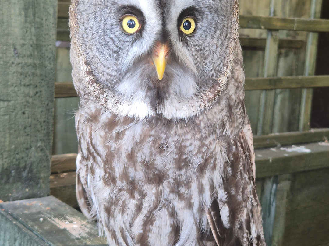Totnes Rare Breeds Farm-托特尼斯必去景点