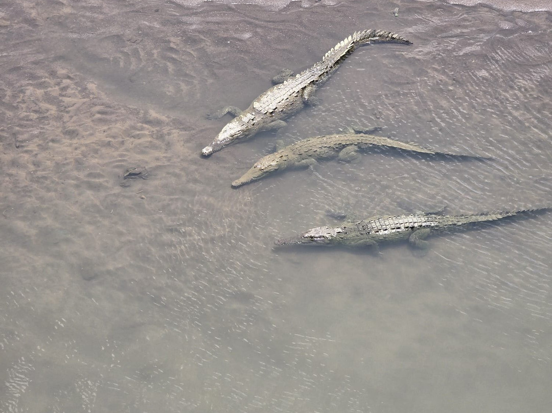 Tarcoles Bridge-Tarcoles必去景点