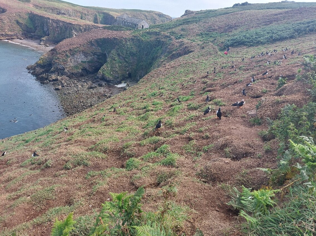 Pembrokeshire Islands Boat Trips-Skomer Island必去景点
