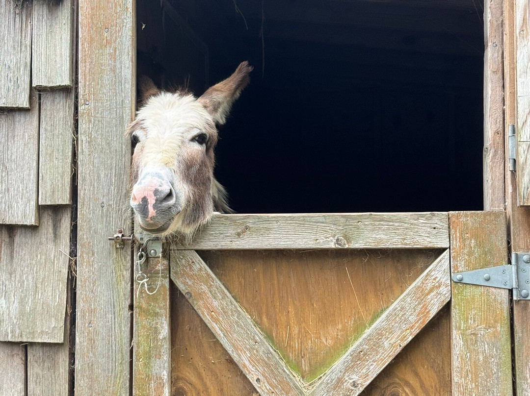 Apple Hill Farm-Banner Elk必去景点
