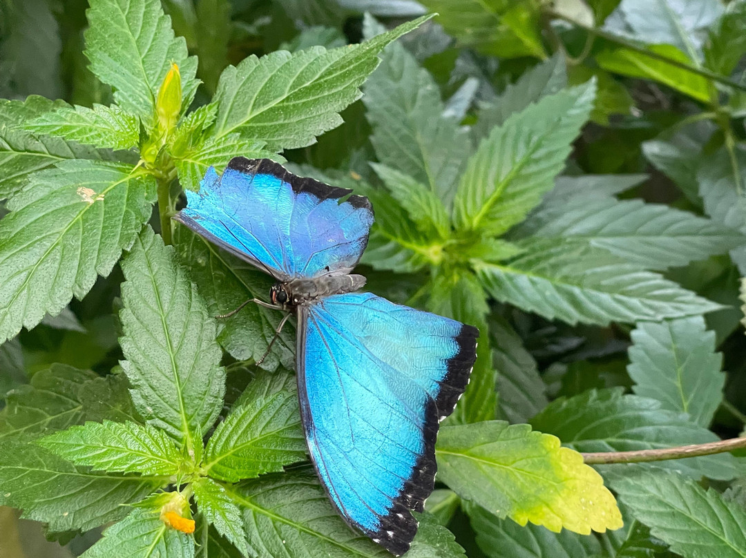 El Jardin de las Mariposas-San Miguel de los Bancos必去景点