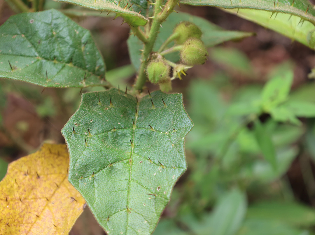 Trilha das Quatro Praias-Itacare必去景点