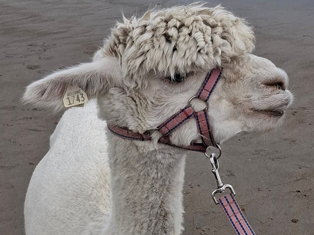 Cranfield Alpacas (alpaca Experiences In The Mournes).-Kilkeel必去景点
