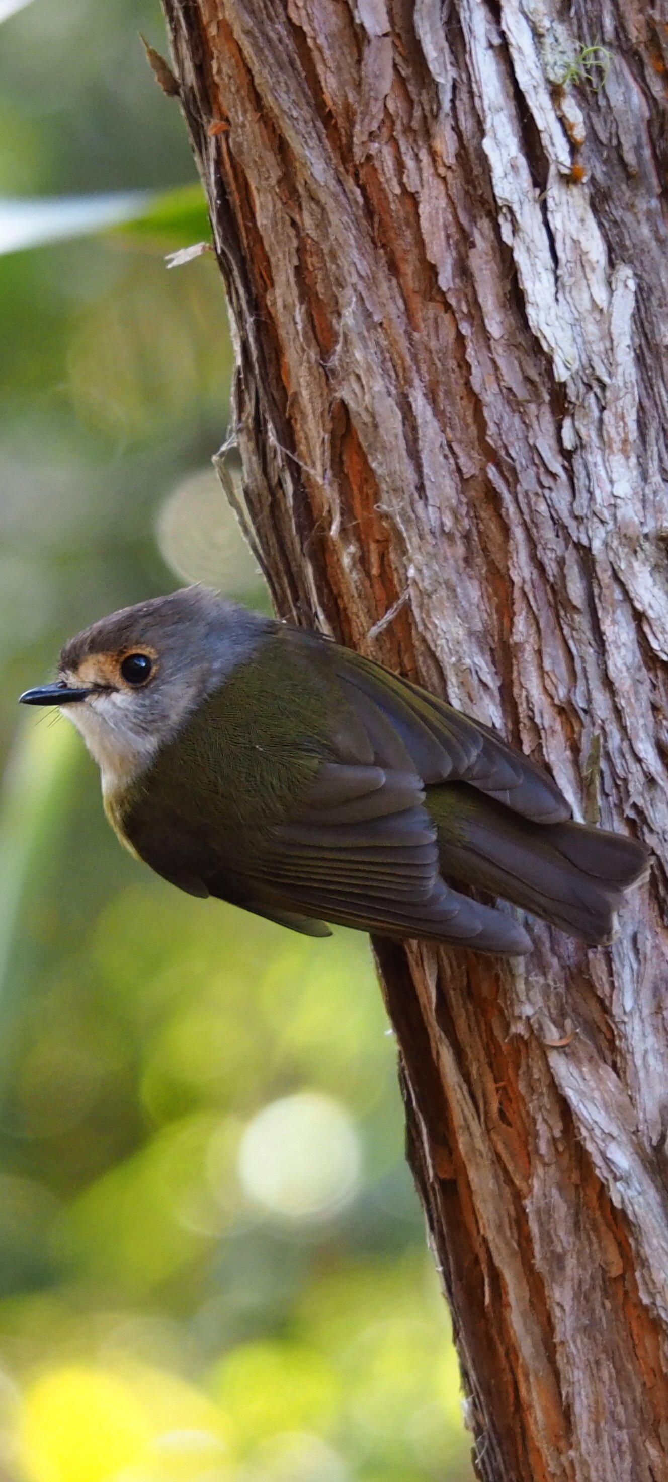 Atherton Blue Gum-官方