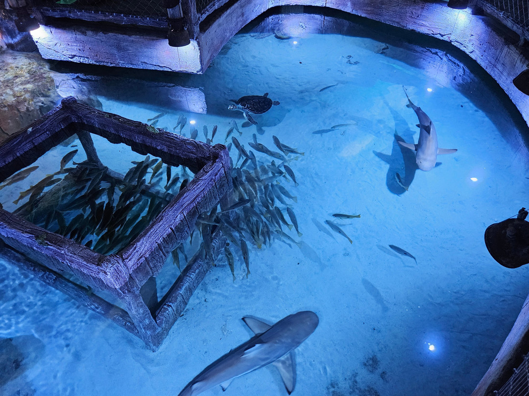 The National Aquarium Abu Dhabi-阿布扎比必去景点