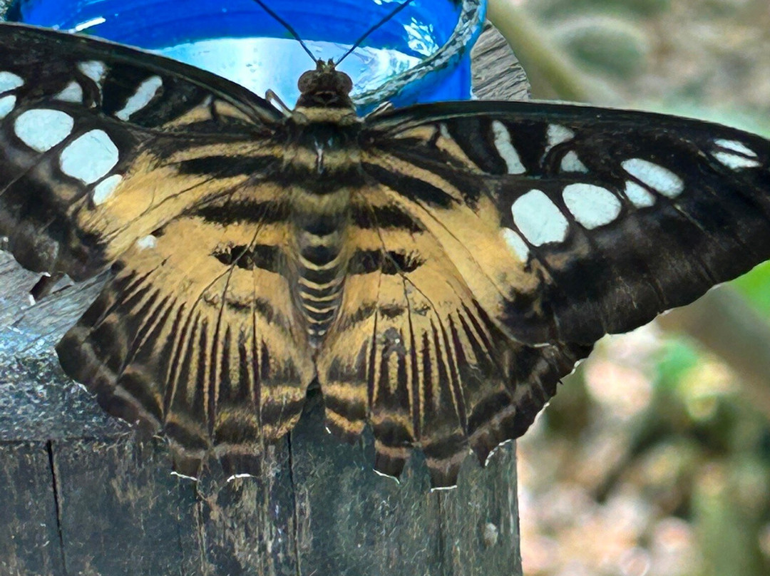 Butterfly Gardens @ Middleton Common Farm-Westmeston必去景点
