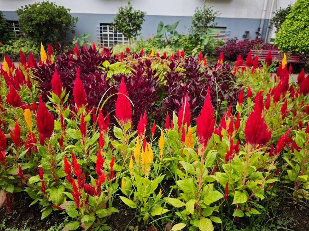 Duke of Terceira Garden-亚速尔群岛英雄港中心区必去景点