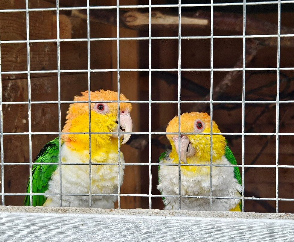 Snyfjellet Gård Smådyrpark-Senja必去景点