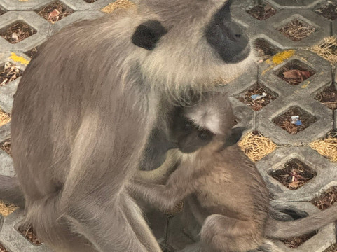 Rangana Tours Sri Lanka-Aluthgama必去景点