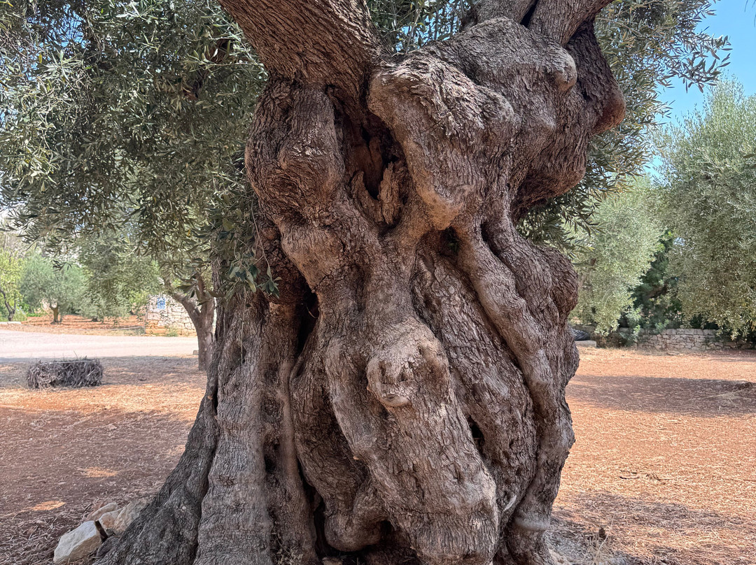 Masseria Valente主图