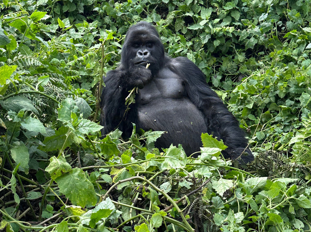 Irembo Africa Safaris Ltd-坎帕拉必去景点