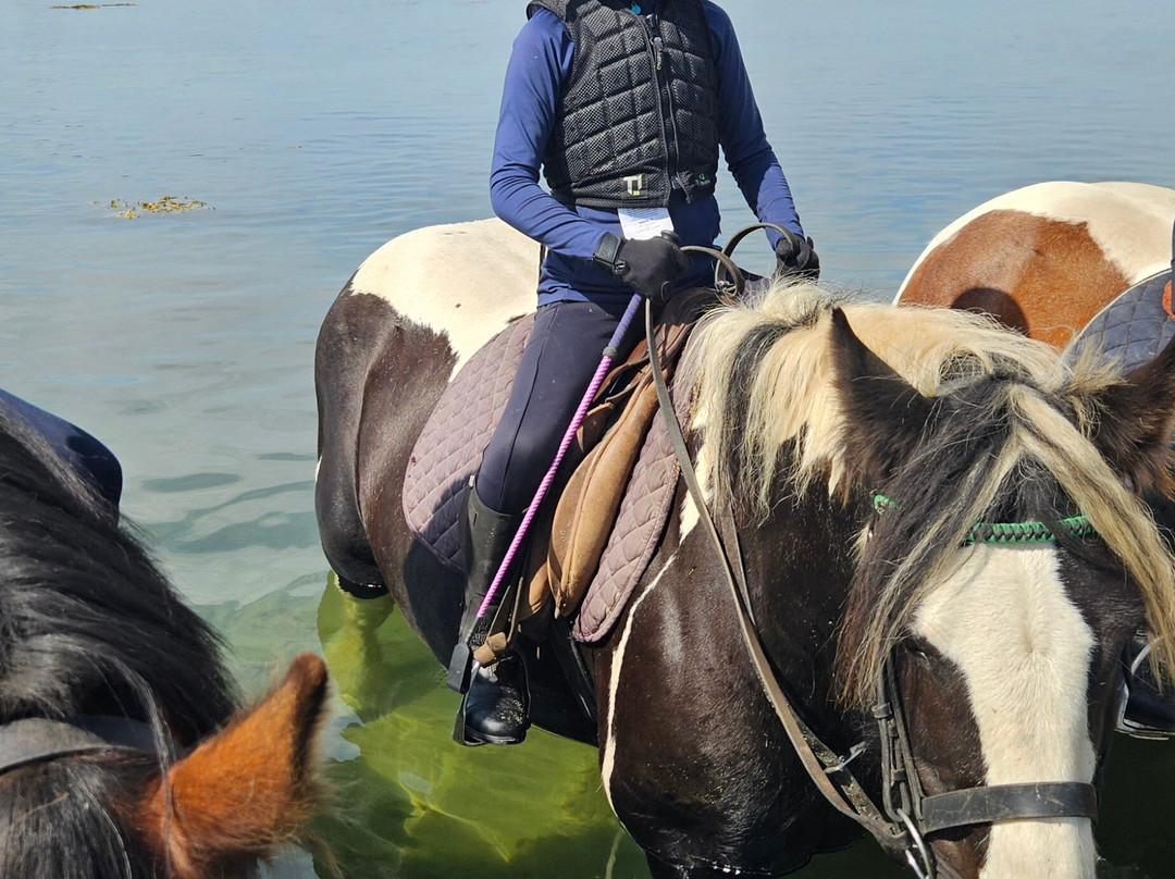 Carrowholly Stables & Trekking Centre-韦斯特波特必去景点