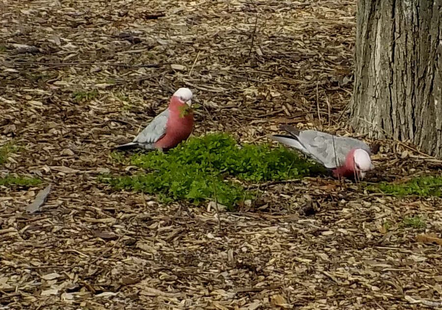 Central Park-Malvern East必去景点