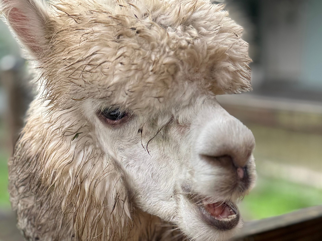 Shady Rest Alpacas-杰克逊维尔必去景点