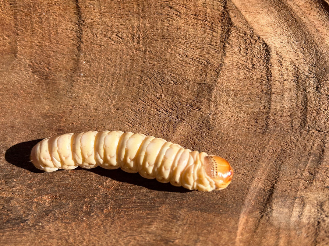 Karrke Aboriginal Cultural Experience & Tours-Kings Canyon必去景点