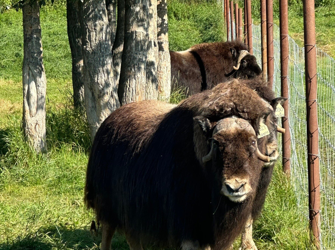 Musk Ox Farm-帕尔默必去景点
