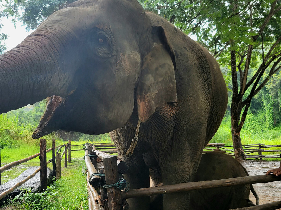 Smart Elephants Family-清迈必去景点