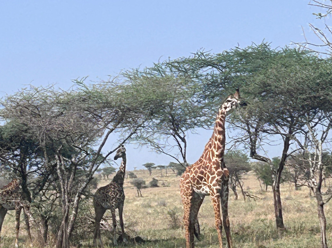 Inquisitive Africa (Safari & Adventure)-莫西必去景点
