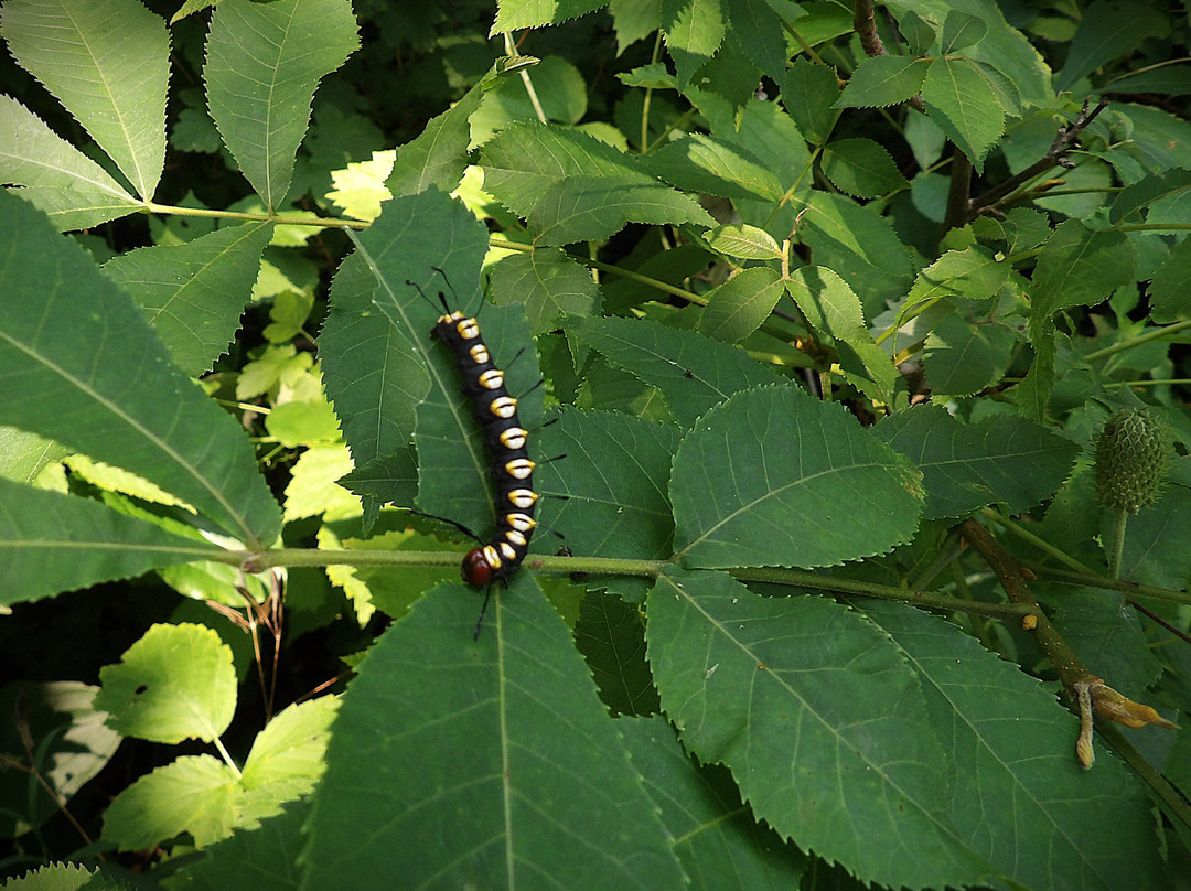 High Trestle Trail Bridge-Madrid必去景点