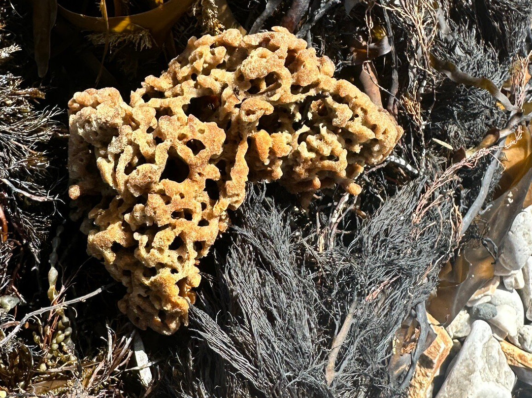 Boat Harbour Beach-温耶德必去景点