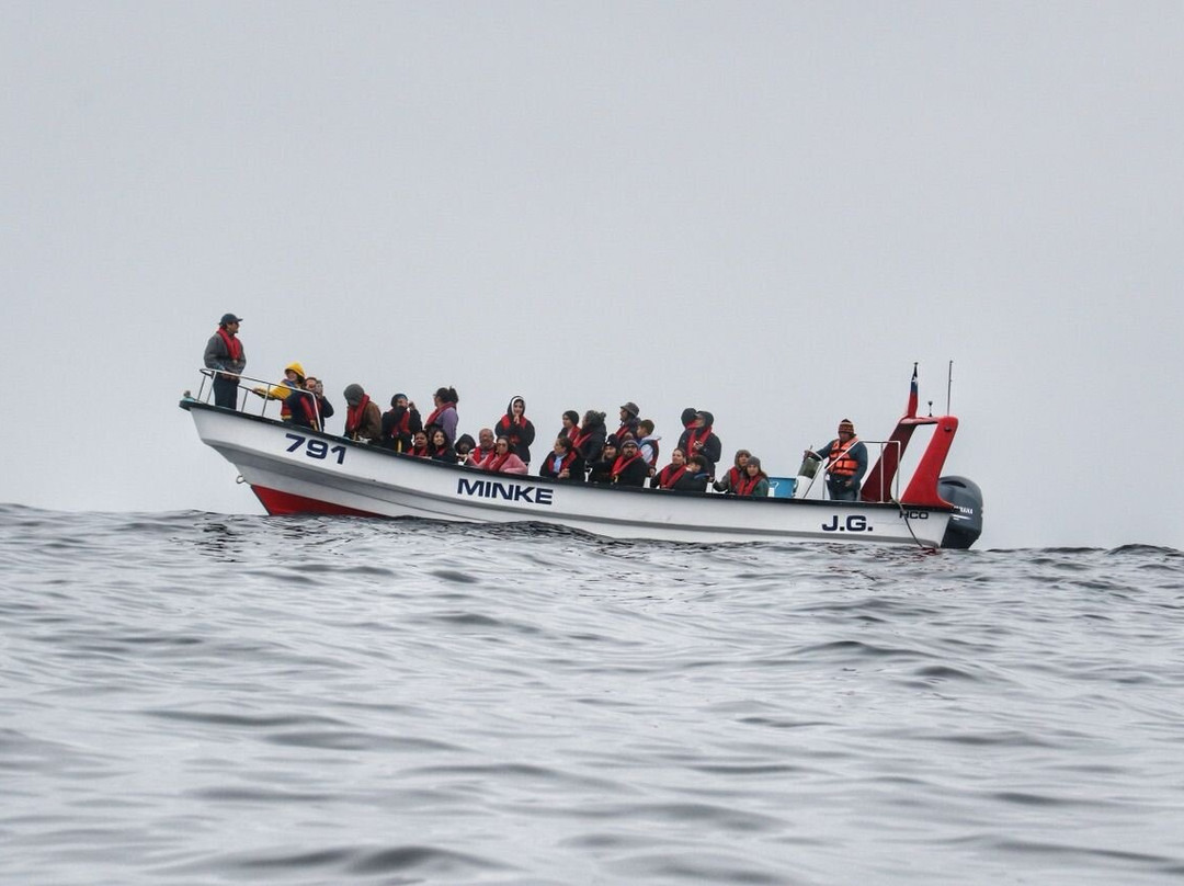 Minke Explorer-Chanaral de Aceituno必去景点