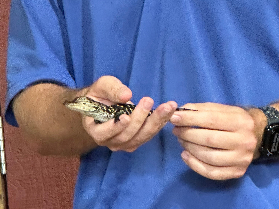 Insta-Gator Ranch & Hatchery-卡温顿必去景点