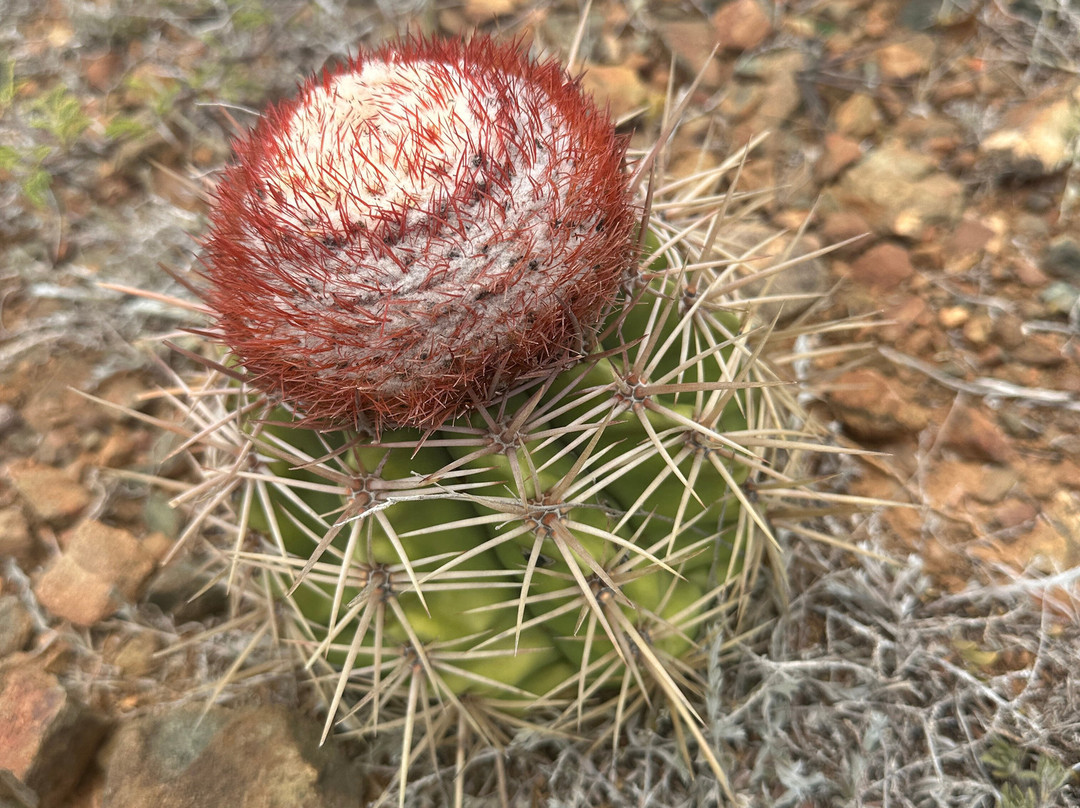 Quadirikiri Caves-Arikok National Park必去景点