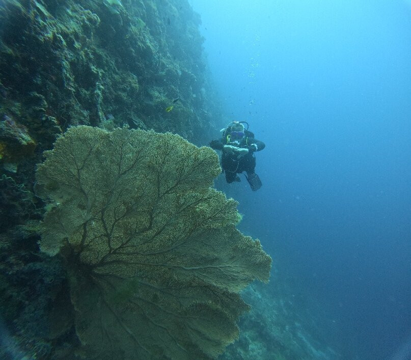 Honu Dive Center-null必去景点