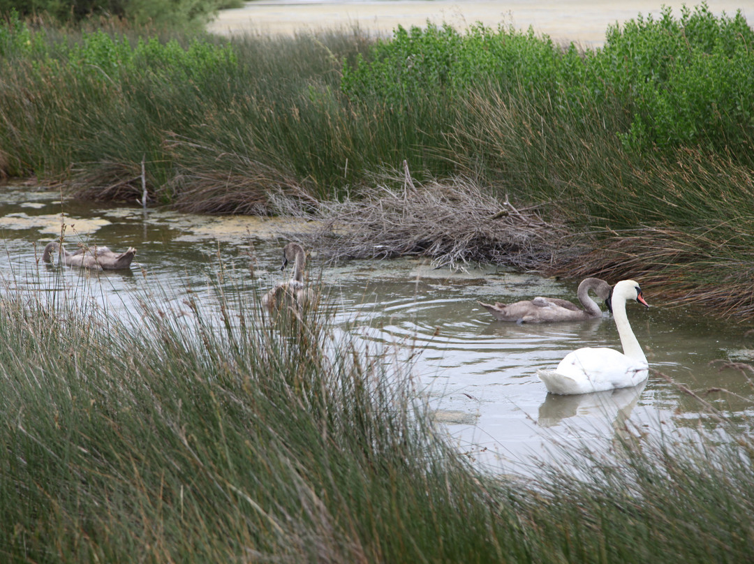 Réserve Ornithologique Du Teich-Le Teich必去景点